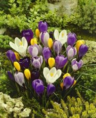 Crocus Mixed.jpg